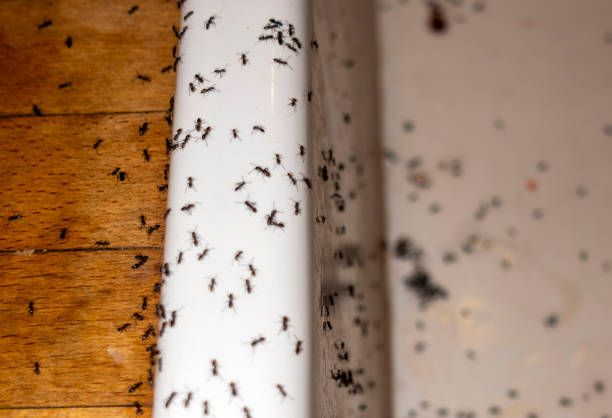 Best Flea Control Services  in Shepherd, TX