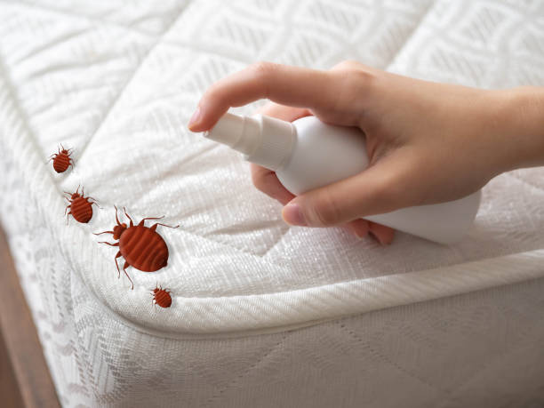Best Residential Pest Control  in Shepherd, TX