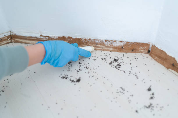 Best Rat Extermination Near Me  in Shepherd, TX